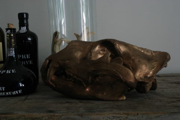 Massive bronze replica of a real lion skull.