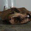 Massive bronze replica of a real lion skull.