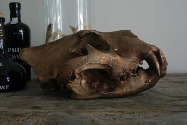 Massive bronze replica of a real lion skull.