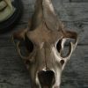 Massive bronze replica of a real lion skull.