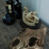 Bronzen replica van een echte leeuwenschedel. schedel van een leeuw.