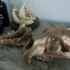 Massive bronze replica of a real lion skull.