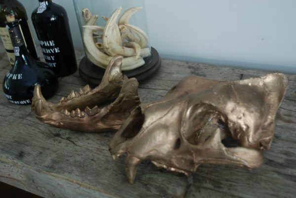 Bronzen replica van een echte leeuwenschedel. schedel van een leeuw.