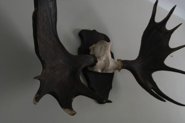 Pair of antlers of a Scandinavian moose