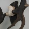 Pair of antlers of a Scandinavian moose