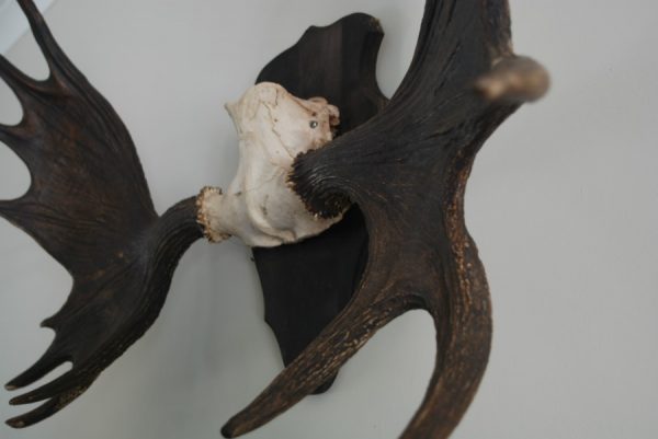 Pair of antlers of a Scandinavian moose