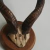 Antique, skull, horns of a lesser kudu.