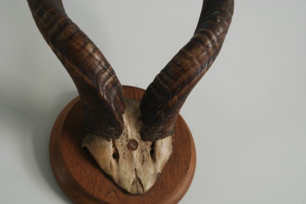 Antique, skull, horns of a lesser kudu.