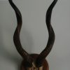 Antieke schedel, horens van een lesser kudu.