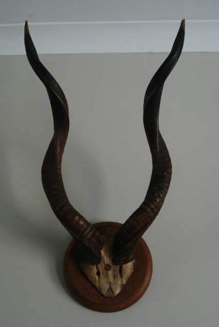 Antique, skull, horns of a lesser kudu.