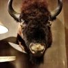 Hughe stuffed head of an American bison. Nice taxidermy.