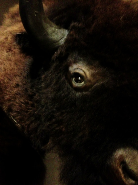 Hughe stuffed head of an American bison. Nice taxidermy.