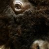 Hughe stuffed head of an American bison. Nice taxidermy.