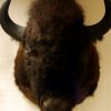 Hughe stuffed head of an American bison. Nice taxidermy.