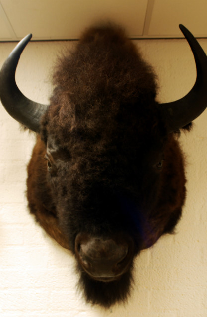 Hughe stuffed head of an American bison. Nice taxidermy.
