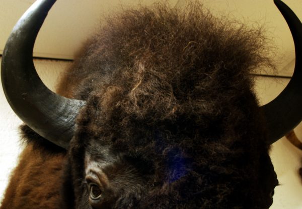 Hughe stuffed head of an American bison. Nice taxidermy.