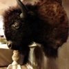 Hughe stuffed head of an American bison. Nice taxidermy.