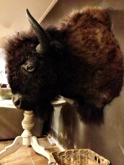 Hughe stuffed head of an American bison. Nice taxidermy.