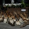 18 pair of antler from roebock. Roebock antlers.