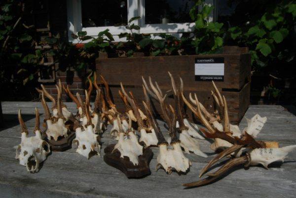 18 pair of antler from roebock. Roebock antlers.