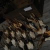 18 pair of antler from roebock. Roebock antlers.