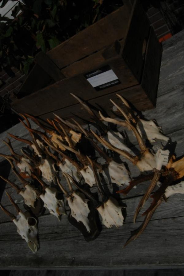 18 pair of antler from roebock. Roebock antlers.