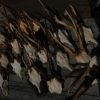 18 pair of antler from roebock. Roebock antlers.