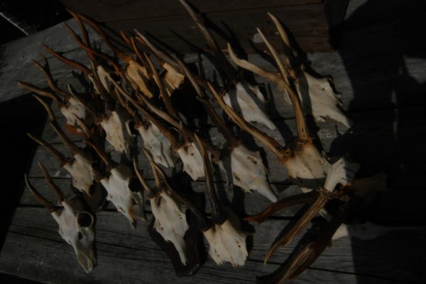 18 pair of antler from roebock. Roebock antlers.