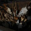 18 pair of antler from roebock. Roebock antlers.