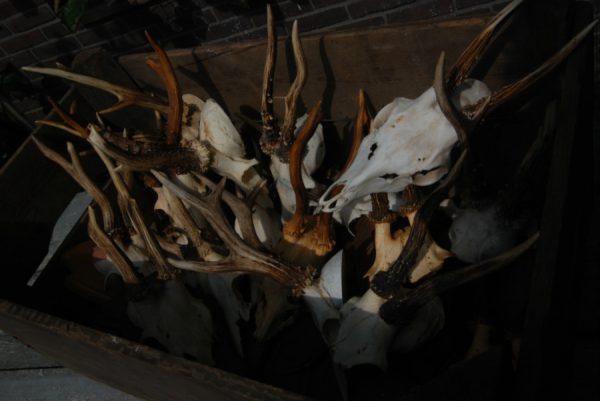 18 pair of antler from roebock. Roebock antlers.