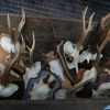 Very strong pair of antlers (skull) of a fallow deer.