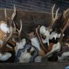 Antlers, skull of a sika deer.