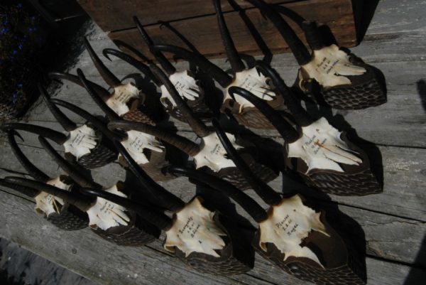 12 Skulls, antlers of chamois mounted on a wooden panel.