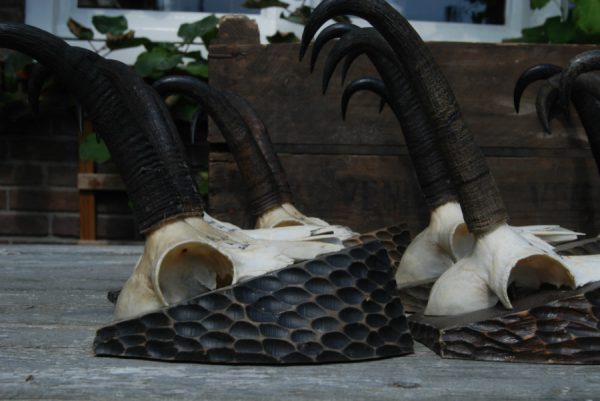 12 Skulls, antlers of chamois mounted on a wooden panel.