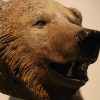 Vintage plastic head of a bear