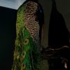 New stuffed peacock. Very nice taxidermy.