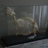 Skeleton of a coypu in a glas box.