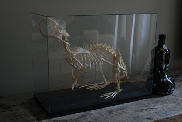 Skelet van een beverrat in een glazen kist