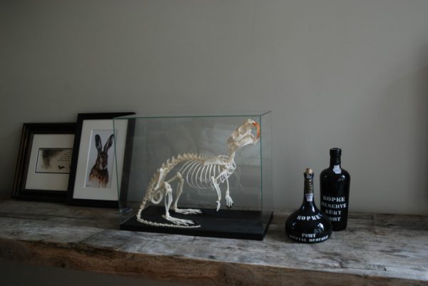 Skeleton of a coypu in a glas box.