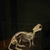 Skeleton of a coypu in a glas box.