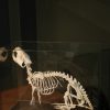 Skeleton of a coypu in a glas box.