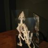 Skelet van een beverrat in een glazen kist