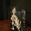 Skeleton of a coypu in a glas box.