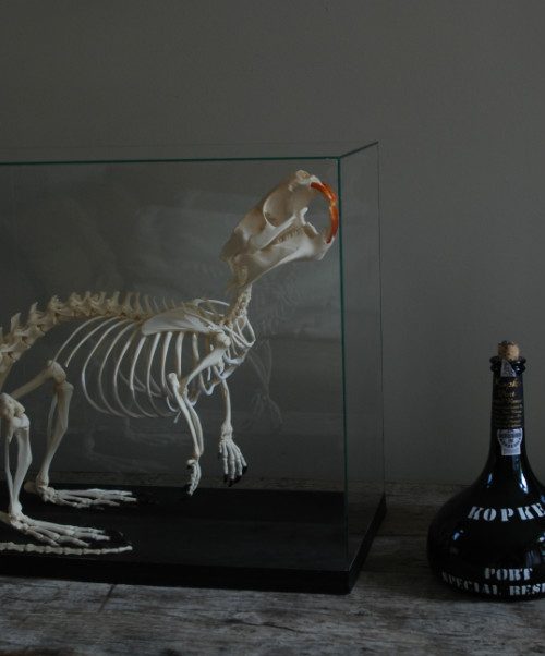 Skeleton of a coypu in a glas box.