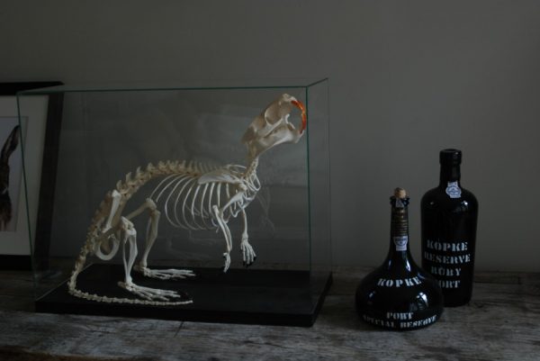Skeleton of a coypu in a glas box.