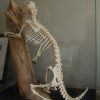 Skelet van een boomstekelvarken.