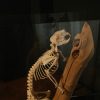 Skelet van een boomstekelvarken.