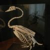 Enormous skeleton of a Swan.