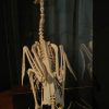 Enormous skeleton of a Swan.