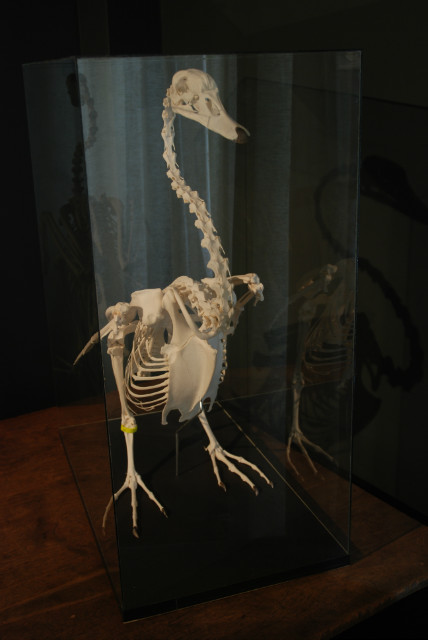 Enorm skelet van een zwaan in een glazen kast.